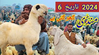 Bakra Mandi 2024 [upl. by Ahsekin]