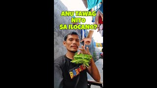 ANU KASI TAWAG NITO SA ILOCANO [upl. by Tremann311]