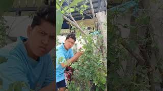 Kena duri bunga mawar shorts comedy funny [upl. by Gonzales]