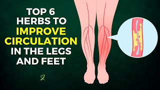 Top 6 Herbs To Improve Circulation In The Legs And Feet [upl. by Alfreda]