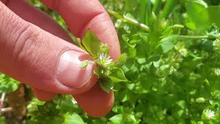 The Weed Every Garden Should Have Plant Profile Chickweed [upl. by Blackmun]