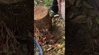 Houttuynia cordata planted in a bucket [upl. by Akinor306]