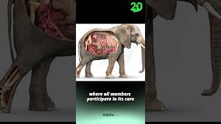 The Marvel of Birth Understanding the Elephant Baby Process [upl. by Belier]