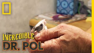 Tiny Rats Have the Sniffles  The Incredible Dr Pol [upl. by Siurad520]