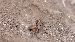 Small black ants attacking Red Harvester Ant Pogonomyrmex barbatus [upl. by Annod]