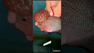 Flowerhon fish in tamil🐳🐳subscribe🙏🙏karna pura in tamil🙏🙏🙏🕊️ [upl. by Terrie319]