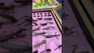 Student lifeentomologyinsectsscienceytshortsshortsviraltrendingviralvideosdivyashorts [upl. by Elnar]