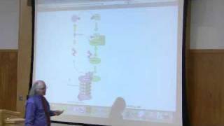 Protein Synthesis Translation by Kevin Ahern Part 6 of 7 [upl. by Ronel]