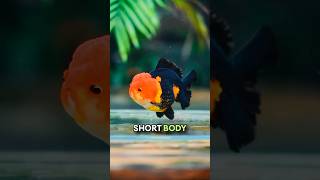 Black Oranda Rosetail Vs Short Body tricolour shortsviral goldfish [upl. by Asiak652]