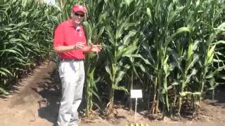 Corn Row and Plant Spacing for Better Yield [upl. by Perla]