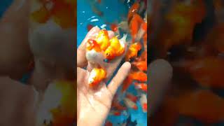 Koki Oranda cute fish shortsvideo [upl. by Nalyt]