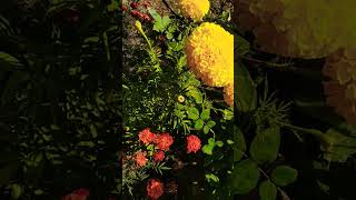 flower blossomnature musicgenre पहाड़ीlife music [upl. by Gylys]