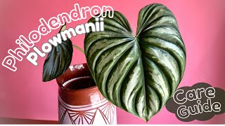 Plowmanii Philodendron 🌿 Philodendron Plant Care [upl. by Aivuy176]