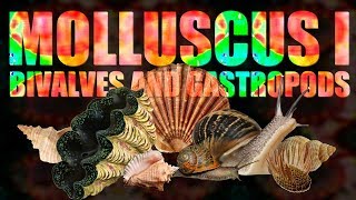 Mollusca I  Bivalves and Gastropods [upl. by Nevaed263]