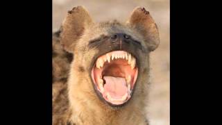 Hyena laughing [upl. by Aik815]