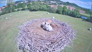 Storchennest Alfeld Leine  Zum ersten Mal allein zuhause  12052024 [upl. by Socrates]