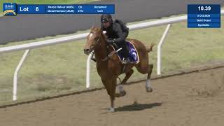 Lot 6 2024 Magic Millions Gold Coast Horses In Training Sale [upl. by Eninnaej]