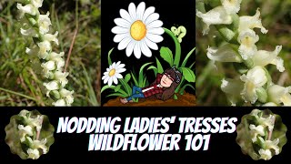 Orchids  Nodding Ladies Tresses  Spiranthes cernua  Wildflower 101  Episode 22 [upl. by Tessy]