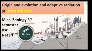 Origin evolution and adaptive radiation of Amphibia msc zoology 3rd semester biology of chordate [upl. by Aidnic156]