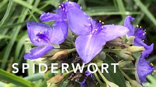 Spiderwort  Florida Native Plants Landscaping [upl. by Luther]