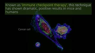 T cell actively killing a cancer cell Video LabTube [upl. by Noel799]