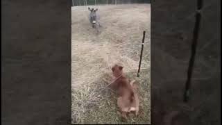 Donkey Laughs At Dog Getting Electrocuted by electric fence [upl. by Niac66]