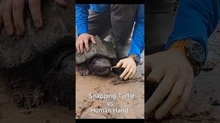 Snapping Turtle vs Human Hand [upl. by Kciremed269]