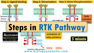 Receptor Tyrosine Kinase pathway Steps in RTK signaling pathway [upl. by Anitsua]