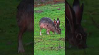 Blacktailed jackrabbit Running Jack Rabbit Lepus californicus [upl. by Euqinomahs]