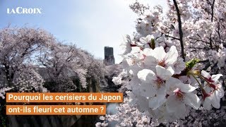 Pourquoi les cerisiers du Japon ontils fleuri cet automne [upl. by Nedyarb661]