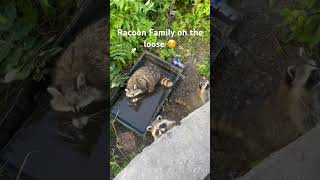 Racoon in montreal lookout 😊racoons [upl. by Euk]