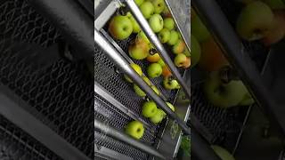 Commercial Apple Washing Machine Fruit Washing Production Line [upl. by Alphard]