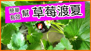 【草莓渡夏草莓度夏＃簡單有效】幫草莓渡夏度夏以自己的經驗談談（草莓度夏渡夏）最該注意的事項 草莓不該死（＃草莓16） ＃草莓 ＃草莓度夏 ＃草莓渡夏＃肥媽的店 [upl. by Solomon]