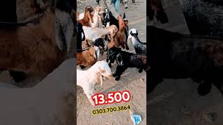 2025 Goat Farm گوٹ فارم bacchon ki video viral kids goat video viral cartoon bacche bacchon ki video [upl. by Naira]