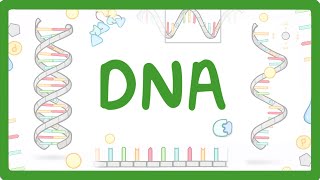 GCSE Biology  What is DNA Structure and Function of DNA 65 [upl. by Sylram114]