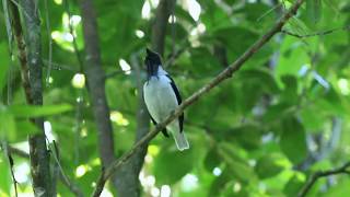 Bearded Bellbird Trinidad December 2017 [upl. by Yartnoed392]