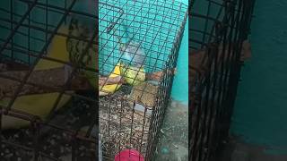 Budgies mating  बजरी तोते जोड़ा  BIRDS FARMING VLOG 🐦 [upl. by Atnoved]