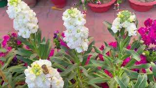 Stock flower plant Matthiola Incana care [upl. by Castera]