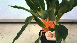 Chlorophytum orchidastrum Green Orange [upl. by Amik493]