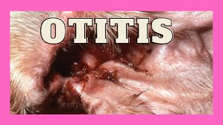 Otitis en perros [upl. by Anauqat]