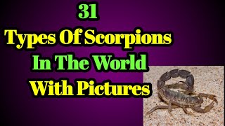 31 Tpyes Of Scorpions with Pictures  Facts Encyclopedia [upl. by Gable]