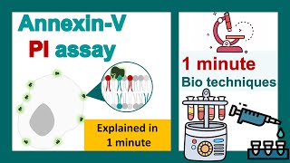 AnnexinPI Assay For Apoptosis  Annexin 5 Assay in 1 minute  biotechniques in 1 minute [upl. by Conn]