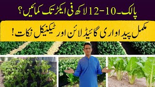 Spinach Production Guide Complete Management Earn 1012 Lac Easily Cyber Agri Extension [upl. by Ahsela875]