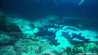 Cocos Island Diving at Alcyone [upl. by Fenner132]