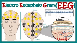 Electroencephalography EEG  How EEG test works  What conditions can an EEG diagnose  Animated [upl. by Yellac565]