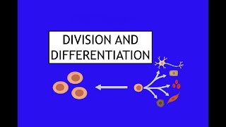 11 Division and Differentiation Section 1 Somatic and Germline Cells [upl. by Sayles]