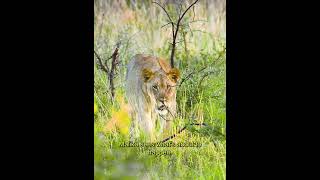 Lion Pride on the Hunt Stalking a Rhino in the Wild [upl. by Lacombe]