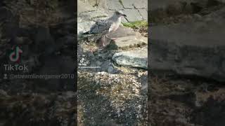 Herring gulls at largs beach pt2 [upl. by Trevethick842]