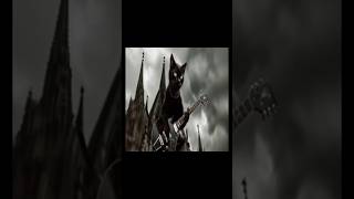 Rock cat rock metal band electro guitar hardrock kitty music funny song cat catslover [upl. by Nyllewell940]