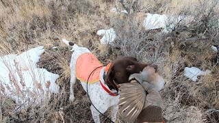 202021 Nevada Chukar Season Part IV  Hunting hints and some great dog work [upl. by Oilerua199]